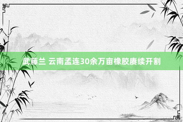 武藤兰 云南孟连30余万亩橡胶赓续开割